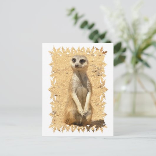 Curieux Carte Postale Meerkat (Debout devant)