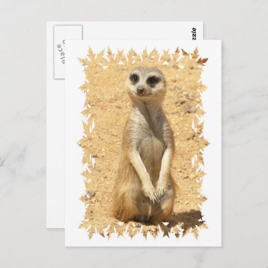 Curieux Carte Postale Meerkat (Devant / Derrière)