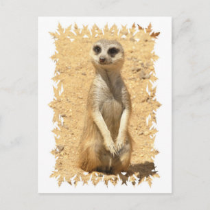 Curieux Carte Postale Meerkat