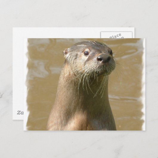 Curieux Carte postale Otter (Devant / Derrière)