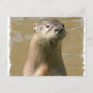Curieux Carte postale Otter