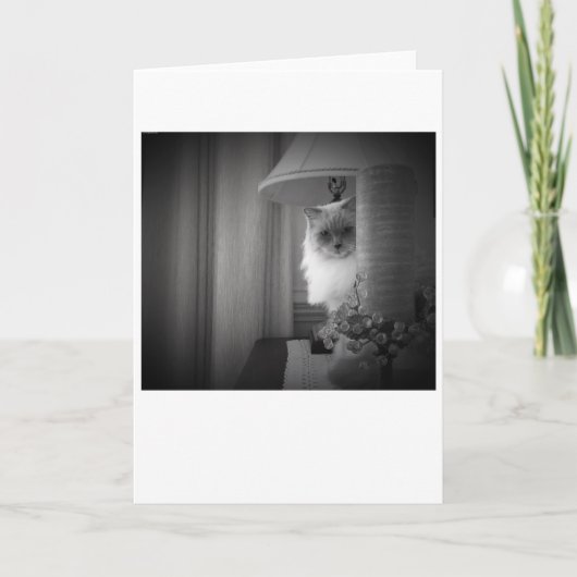Curieux Chat, carte (Devant)