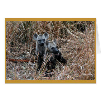 Curieux chiots hyènes.
