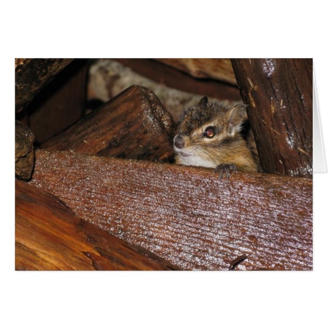 Curieux Chipmunk Carte de voeux (Devant horizontal)