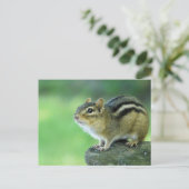 Curieux Chipmunk carte postale (Debout devant)