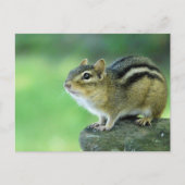 Curieux Chipmunk carte postale (Devant)