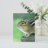 Curieux Chipmunk carte postale (Debout devant)