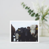 Curieux Cows 9 Carte postale (Debout devant)
