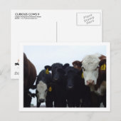 Curieux Cows 9 Carte postale (Devant / Derrière)
