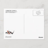 Curieux Cows 9 Carte postale (Dos)