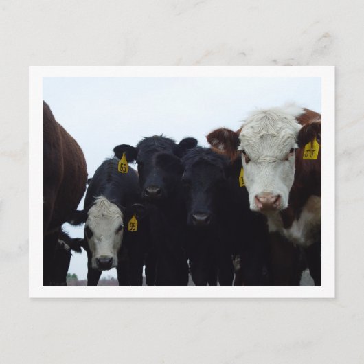 Curieux Cows 9 Carte postale (Devant)