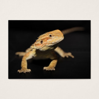 Curieux Dragon À Portée