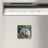 Curieux Magnet de marmotte de bébé (In Situ (Lave-vaisselle))