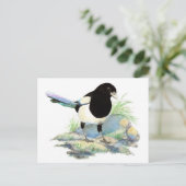 Curieux Magpie carte postale (Debout devant)
