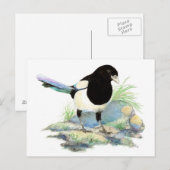 Curieux Magpie carte postale (Devant / Derrière)