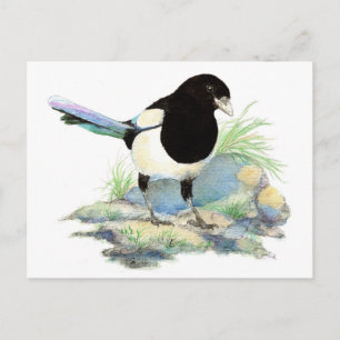 Curieux Magpie carte postale