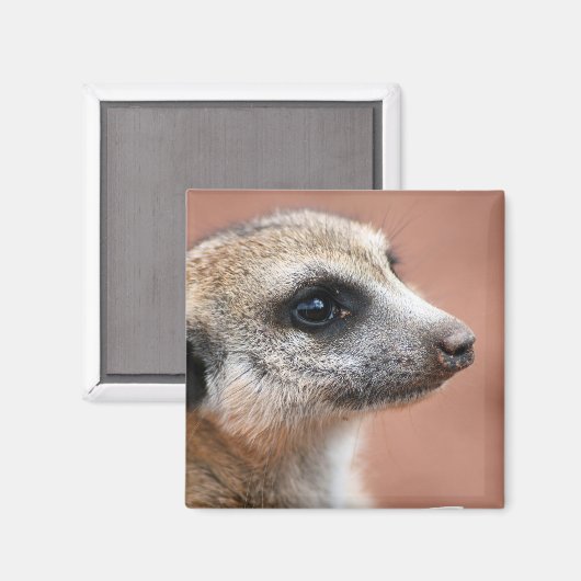 Curieux Meerkat Magnet Carré (Recto/Verso)