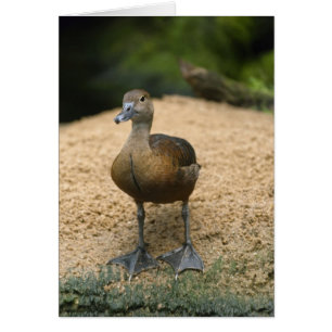 Curieux petit canard