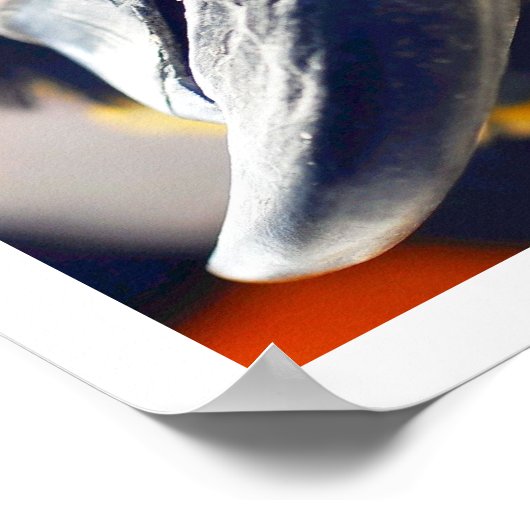 Curieux Poster couleur Macaw (Coin)