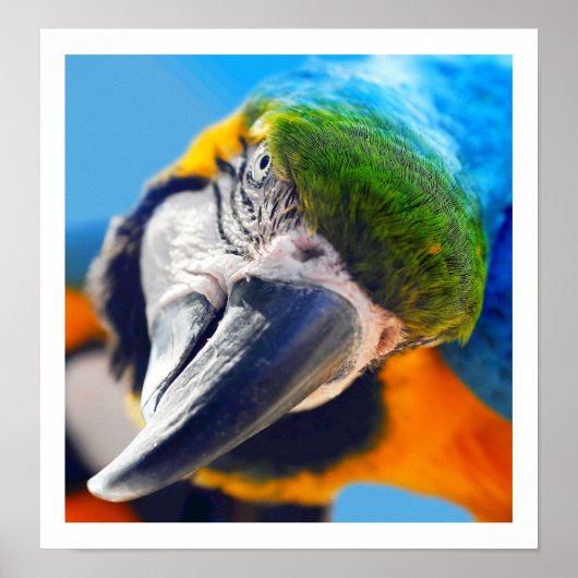 Curieux Poster couleur Macaw (Devant)