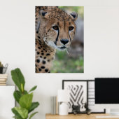 Curieux Poster de Cheetah (Bureau à domicile)