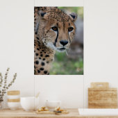 Curieux Poster de Cheetah (Cuisine)