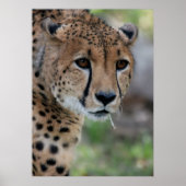 Curieux Poster de Cheetah (Devant)