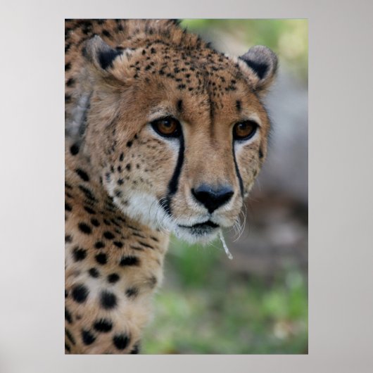 Curieux Poster de Cheetah (Devant)