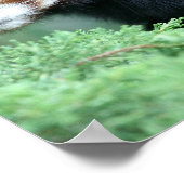 Curieux Poster de Panda Rouge (Coin)