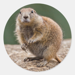 Curieux Sticker pour chien des Prairies
