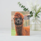 Curieuze alpaca-kalender ~ briefkaart (Staand voorkant)