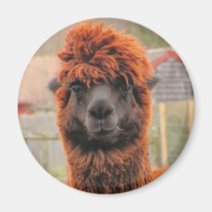 Curieuze alpaca ~ magnet magneet
