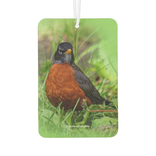 Curieuze Amerikaanse Robin Songbird in de gras Luchtverfrisser (Achterkant)