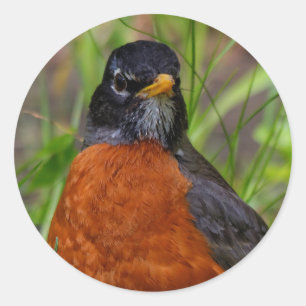 Curieuze Amerikaanse Robin Songbird in de gras Ronde Sticker