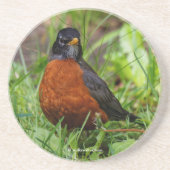 Curieuze Amerikaanse Robin Songbird in de gras Zandsteen Onderzetter (Voorkant)