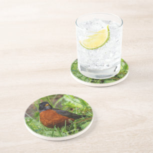 Curieuze Amerikaanse Robin Songbird in de gras Zandsteen Onderzetter