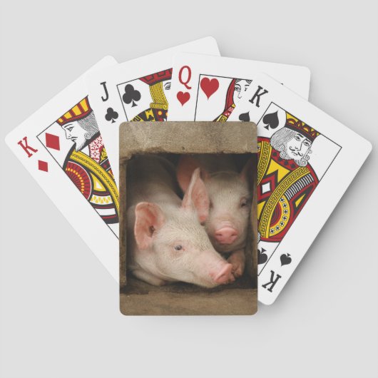 Curieuze biggen pokerkaarten (Achterkant)