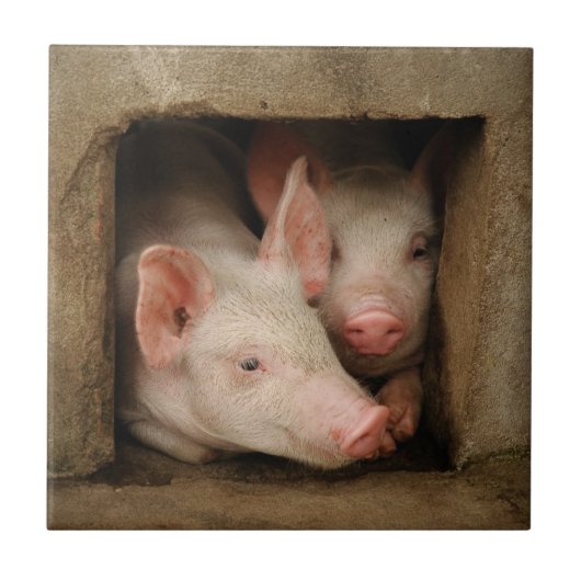Curieuze biggen tegeltje (Voorkant)