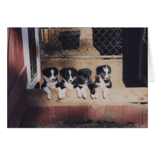 Curieuze Border Collie Puppies Dog Card