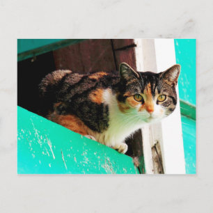 Curieuze Calico-kat op aquamarineleiding Briefkaart