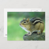 Curieuze Chipmunk-Briefkaart Briefkaart (Voorkant / Achterkant)