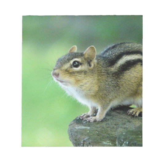 Curieuze Chipmunk Notitieblok (Voorkant)