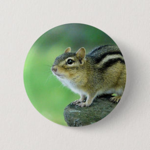 Curieuze Chipmunk Pin Ronde Button 5,7 Cm