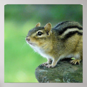 Curieuze Chipmunk Poster
