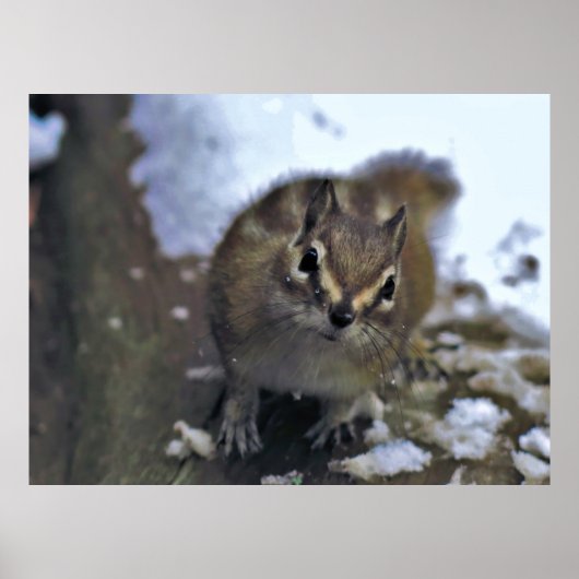 Curieuze Chipmunk Poster (Voorkant)