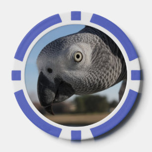 Curieuze Congo-Afrikaanse grijze papegaai Pokerchips