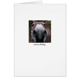 Curieuze Donkey