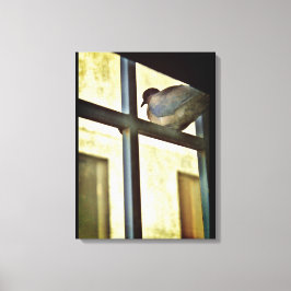 Curieuze Dove Canvas Afdruk