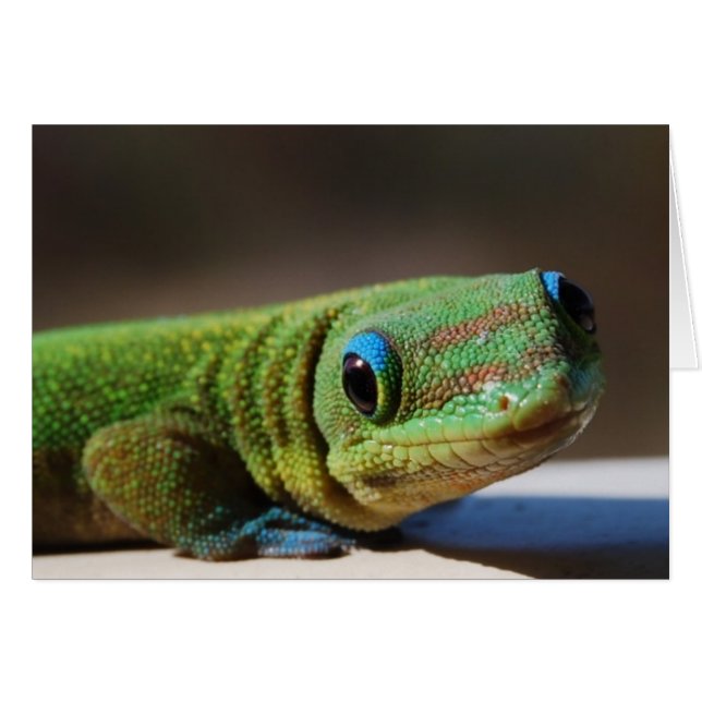 Curieuze Gecko (Voorkant Horizontaal)