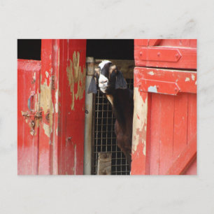 Curieuze geit briefkaart